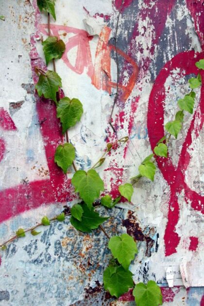 Pflanze auf Graffiti-Betonwand. Foto: Peter Weidemann